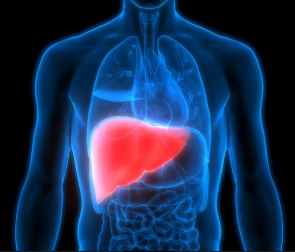 LIVER AND ITS FUNCTION – LiverTransplantsIndia.in